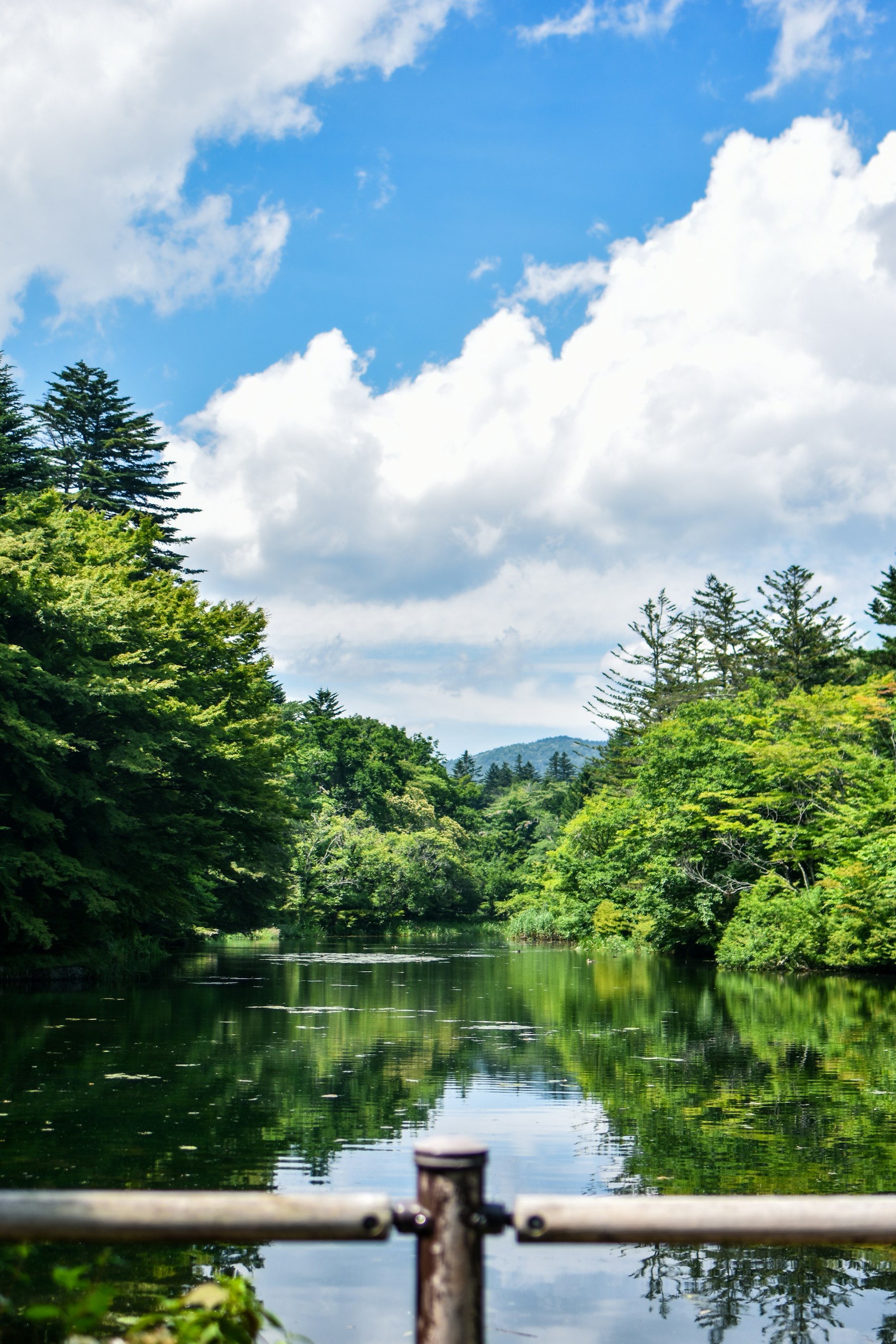 Serene Japanese forest and pond